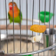 5pcs Durable Plastic Bird Cage Fruit Forks Parrot Feeding Accessories Snack Holder Bird Utensils Multi-functional Pet Supplies — 5